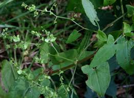Image result for Rumex sagittatus
