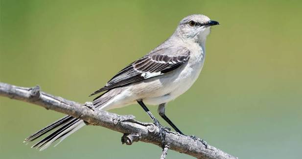 Featured Birds: Northern Mockingbirds