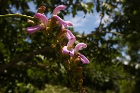 Image result for Canavalia africana