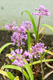 Image result for Tulbaghia alliacea