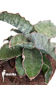 Image result for Sansevieria kirkii