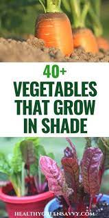 45 Vegetables That Grow In Shade Home Vegetable Garden Growing Vegetables Growing Food