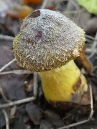 Image result for Bulbostylis hensii