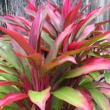 Full sun to part shade. Cordyline Terminalis Baby Doll Hawaiian Ti Plant In Gardentags Plant Encyclopedia