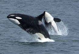 How Smart Are Killer Whales Orcas Have 2nd Biggest Brains