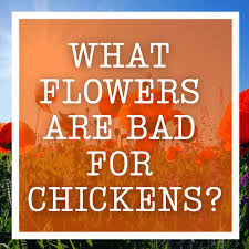 568.85 lutein is a carotenoid found in vegetables and fruits. What Flowers Are Bad For Chickens