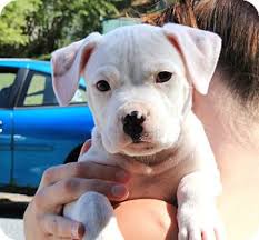 We take pride in the fact that our puppies come from the best family that can raise puppies. Reisterstown Md Pit Bull Terrier Meet 8 Week Old Puppies Males A Pet For Adoption