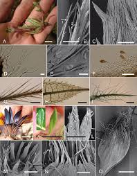 Image result for Hirpicium gracile