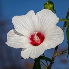 Image result for Hibiscus ludwigii