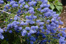 Check spelling or type a new query. 21035 Ced Concha California Lilac Ceanothus Concha Flowering Branch At Bakersfield Ca Usa Jpg Richard Shiell