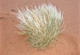 Image result for Eragrostis racemosa