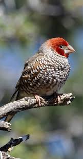 Pictures Of Birds With Red Heads Estrilda Cabecirroja Red Headed Finch Rotkopfamadine Amadine A Tete Rouge With Images Birds Wild Birds Beautiful Birds
