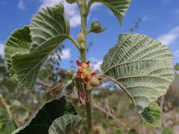 Image result for Grewia villosa