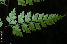 Image result for Asplenium inaequilaterale