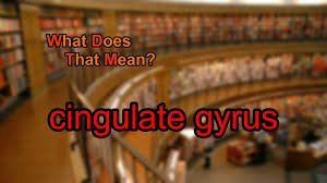 What Does Cingulate Gyrus Mean Meant To Be New Funny Videos Book Template