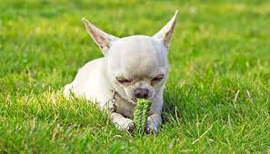 Does My Dog Eat Grass Because He Needs To Or Likes To Top Dog Tips Can Dogs Eat Animals Dogs Eating Grass