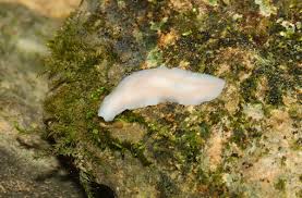 Image result for Macrotyloma rupestre × densiflo