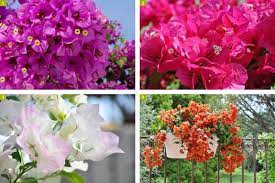 Découvrez vite notre protéger un bougainvillier en hiver. Bougainvillier Bien Le Choisir Et L Entretenir 100
