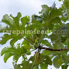 Image result for Cecropia pachystachya