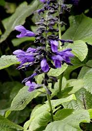 Von mai bis oktober zeigt sie ihre blütenschönheit. Salvia Guaranitica Wikipedia
