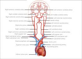 There are two carotid arteries (one on each side of the neck) that supply blood to the brain. 2 Carotid Ultrasound Anatomy 123 Sonography