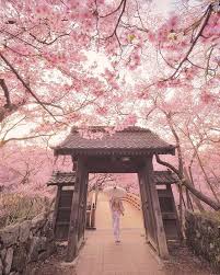 Cherry Blossoms Can Be Seen In Japan From The End Of March To The Middle Of April Cherry Blossom Japan Aesthetic Japan Nature Photography