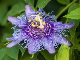 That doesn't happen he same way with the cookies. Extravagant Passionflowers Arouse Dallas Gardener S Devotion