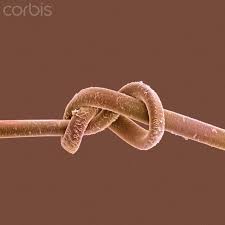 Normal Hair Follicle Natural Hair Styles Curly Hair Styles Naturally Relaxed Hair