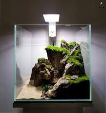 Tanaman aquascape, kalian bebas memilih tanamanya sesuai dengan tema yang akan dibuat. 240 Aquarium Aquascape Ideas Aquascape Aquarium Aquascape Aquarium