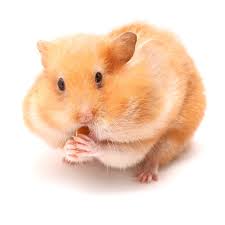 Hamsters: From the Wild to Your Bedroom
