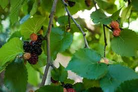 Image result for Morus