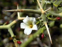 Image result for Menodora africana