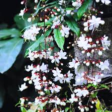 Image result for Clerodendrum toxicarium