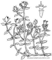 Thyme Medicinal Properties Botanical Drawings Drawings Botanical