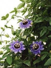 Feeding Passion Flower Vines How To Fertilize A Passion Flower Vine Climbing Flowers Flowering Vines Beautiful Flowers Garden