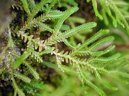 Image result for Selaginella nivea