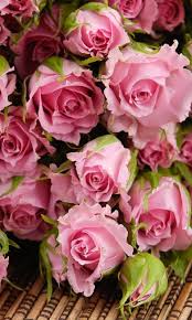 Download 480x800 Pink Roses Cell Phone Wallpaper Category Flowers Pink Flowers Beautiful Flowers Love Flowers