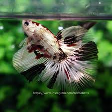 201 likes · 1 talking about this. Fancy Copper Halfmoon Male Ukuran Ikan Cupang Informasi Facebook
