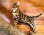 Breeders of Bengal Cats | Kitten for Sales | Rising Sun Farm