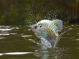 Crappie inhabits lakes of different sizes, feeding upon all and sundry from crustaceans and insects to fish that. Crappie Eek Wisconsin