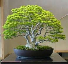 bonzaitree jardin bonsais jardin japonais plante de lavande