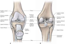 The Knee Musculoskeletal Key