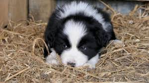 Buonanotte da noi 😍 cuccioli di spitz 🐶 maschio disponibile per informazioni chiama al 3791212966 anche contatti whatsapp 📲 #lacasadelcucciolo😍. I Primi Giorni Del Cucciolo A Casa L Arrivo Del Nostro Nuovo Amico