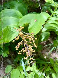 Image result for Asparagaceae