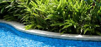 Poolside Plants Plant Ideas For Near And Around Your Pool