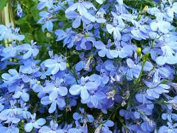 200 Sky Blue Lobelia Regatta Lobelia Erinus Flower Seeds Flower Seeds Container Flowers Lobelia Flowers