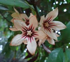 Image result for Cola clavata