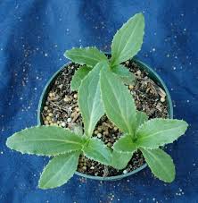 Image result for Carduus nyassanus