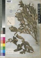 Image result for Ozoroa paniculosa