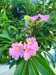 Image result for Handroanthus impetiginosus